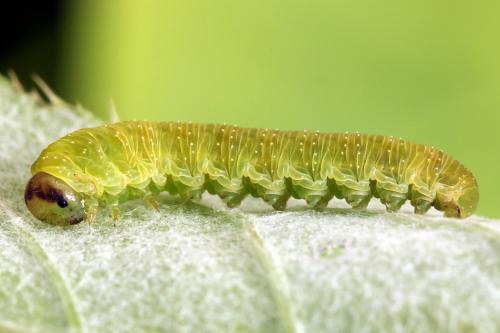 Réf. 250 083 : Tenthredo atra