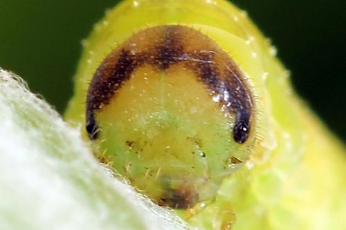 Réf. 250 087 : Tenthredo atra