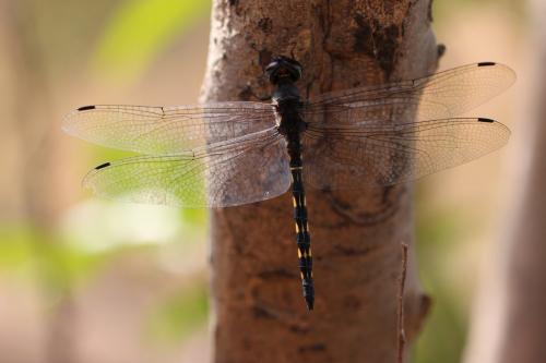 Zygonyx torridus