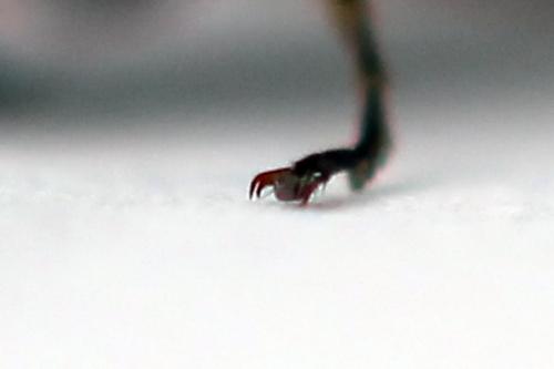 Réf. 250 400 : Euura stenogaster
