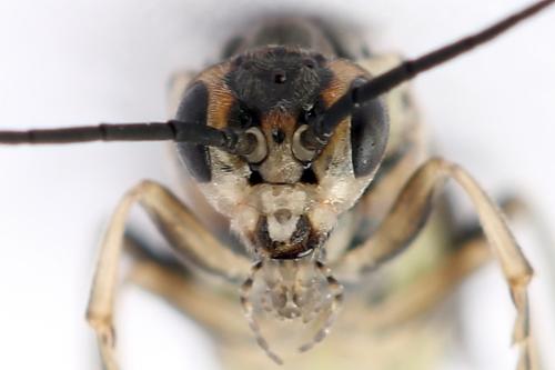 Euura stenogaster