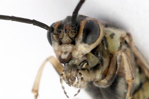Euura stenogaster
