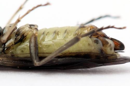 Euura stenogaster
