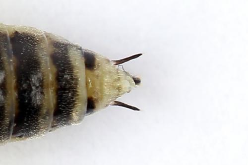 Réf. 250 405 : Euura stenogaster