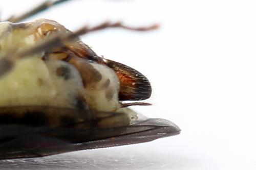 Réf. 250 406 : Euura stenogaster