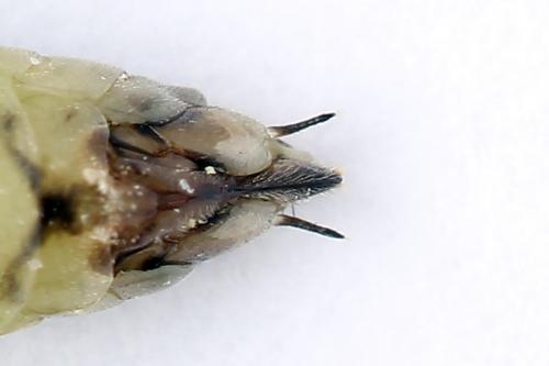Euura stenogaster