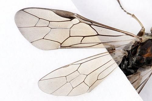 Réf. 250 409 : Euura stenogaster