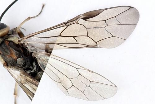 Euura stenogaster