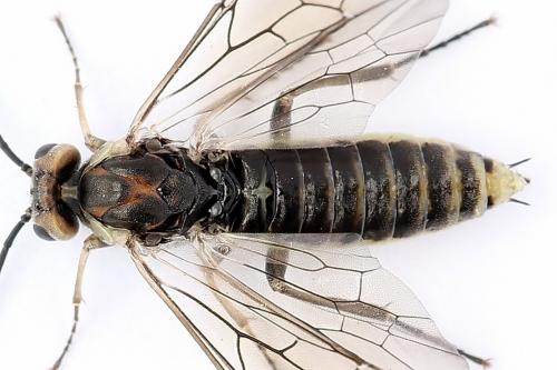 Euura stenogaster