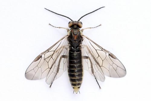 Euura stenogaster