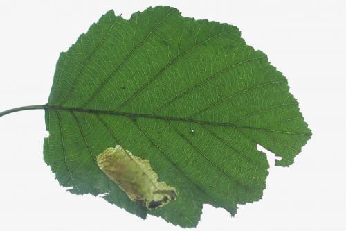 Heterarthrus vagans