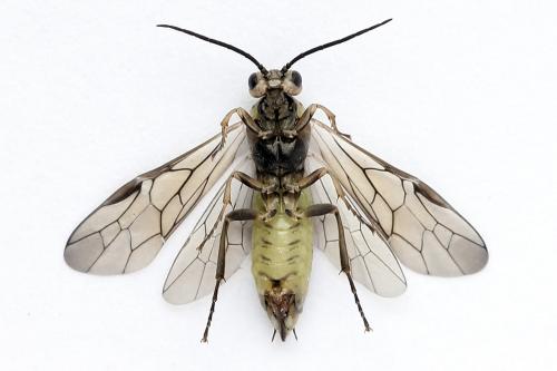 Euura stenogaster
