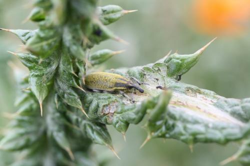 Réf. 250 712 : Lixus sp.