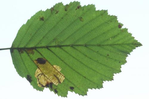 Réf. 250 173 : Heterarthrus vagans