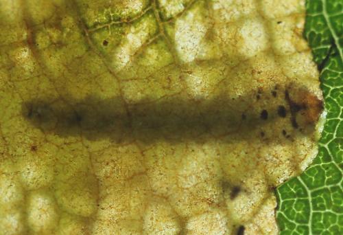 Réf. 250 174 : Heterarthrus vagans
