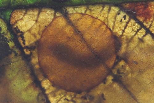 Heterarthrus vagans
