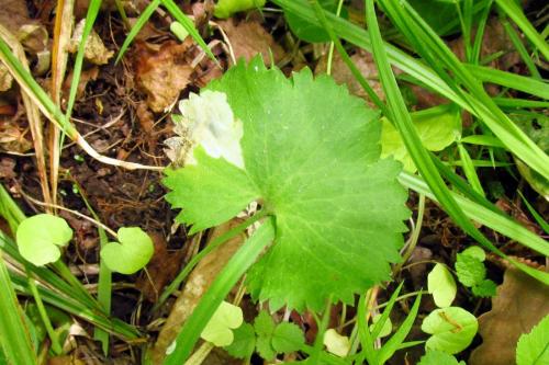 Réf. 250 349 : Pseudodineura fuscula