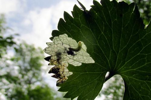 Pseudodineura fuscula