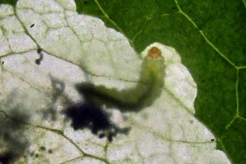 Pseudodineura fuscula