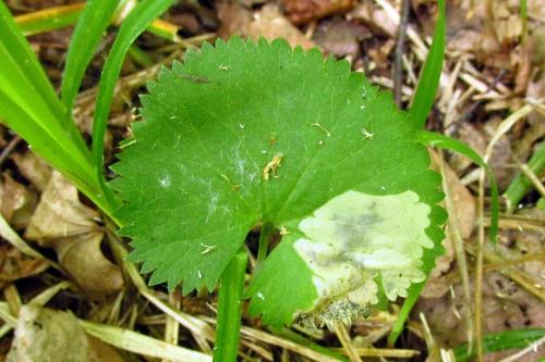 Pseudodineura fuscula