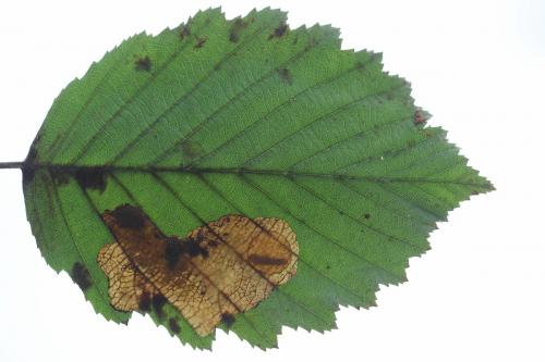 Heterarthrus vagans