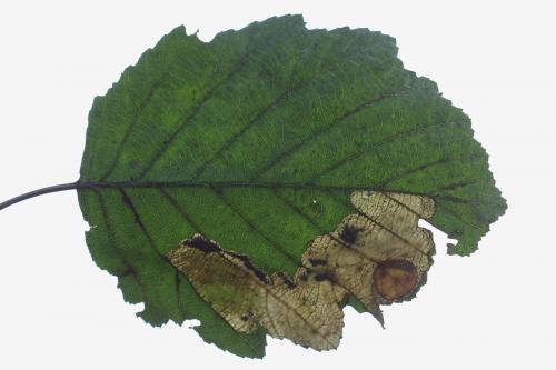 Heterarthrus vagans
