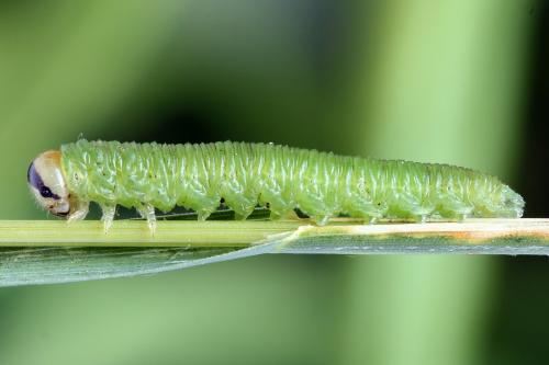Dolerus gessneri