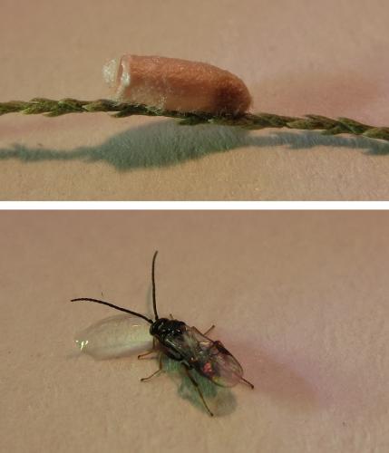 Réf. 250 220 : Microgastrinae inconnu