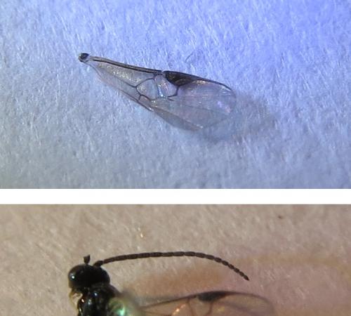 Réf. 250 246 : Microgastrinae inconnu