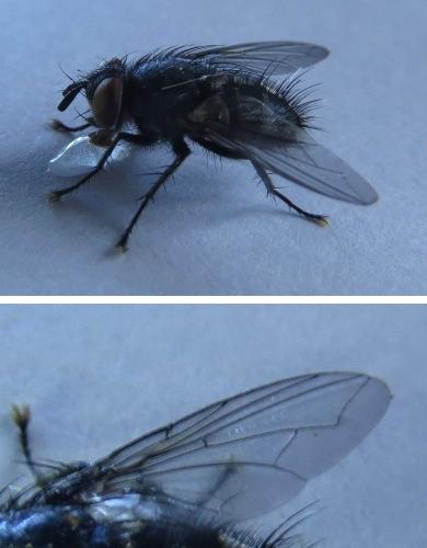 Réf. 250 738 : Nilea hortulana