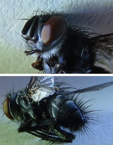 Réf. 250 772 : Nilea hortulana