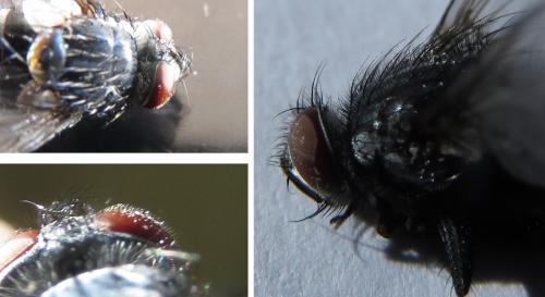 Nilea hortulana
