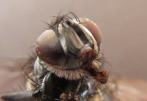 Réf. 250 863 : Nilea hortulana