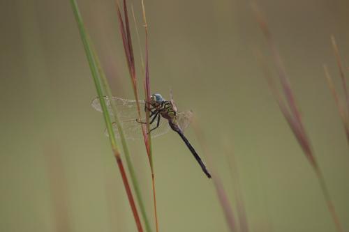 Orthetrum icteromelas