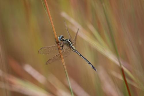 Orthetrum icteromelas