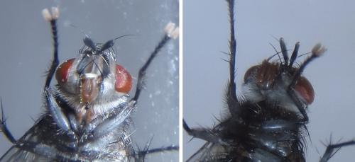 Nilea hortulana