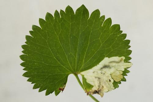 Pseudodineura fuscula