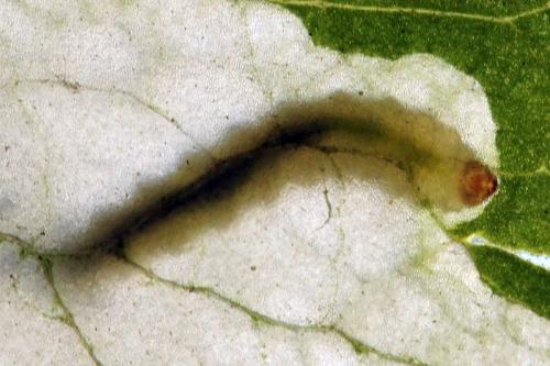 Pseudodineura fuscula
