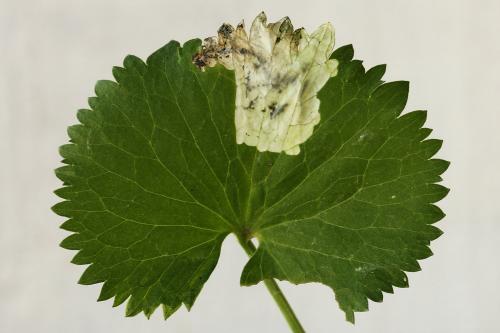Réf. 250 358 : Pseudodineura fuscula