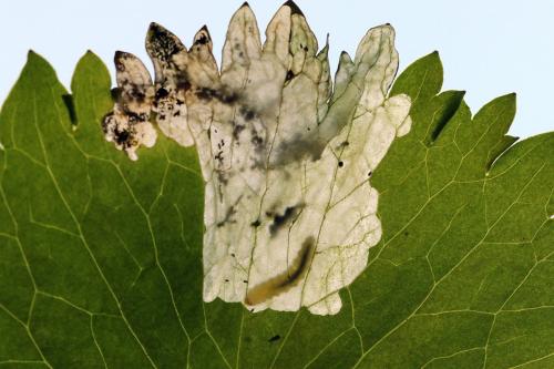 Réf. 250 359 : Pseudodineura fuscula