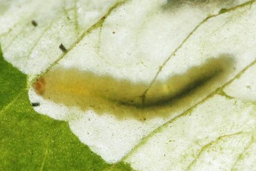 Réf. 250 360 : Pseudodineura fuscula