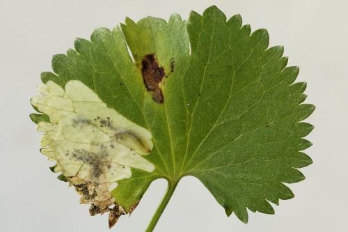 Réf. 250 361 : Pseudodineura fuscula