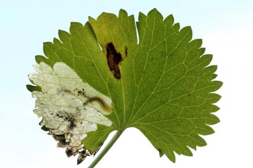 Réf. 250 362 : Pseudodineura fuscula