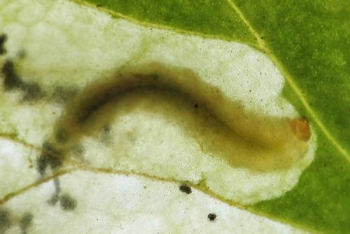 Réf. 250 363 : Pseudodineura fuscula