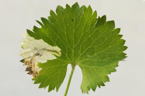 Réf. 250 364 : Pseudodineura fuscula