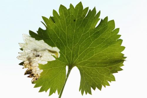 Réf. 250 365 : Pseudodineura fuscula