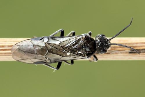 Réf. 250 955 : Dolerus nigratus