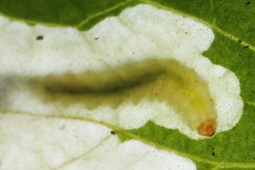 Réf. 250 366 : Pseudodineura fuscula