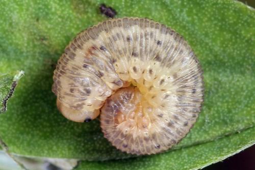 Cytisogaster picta