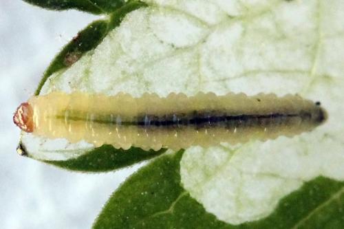 Réf. 250 367 : Pseudodineura fuscula